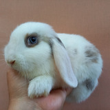 Mini Coelho Mini Lop