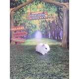 Mini Coelho Netherland Dwarf Macho femea