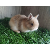 Dwarf