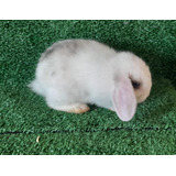 Lop