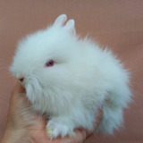 Mini Coelho Teddy Dwerg Coelho Anão