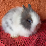 Mini Coelho Teddy Dwerg