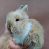 Mini Coelho Teddy Dwerg Coelho Peludo coelho Anão