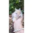 Mini Coelhos Lyon Head  cabeça De Leão  Lindíssimos   