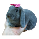 Mini Coelhos Mini Lop