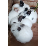 Coelhos