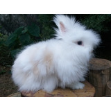 Mini Coelhos Teddy Dwerg