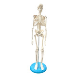 Mini Esqueleto Humano 45cm Articulado Base Anatomic Tgd 0121 Profissi