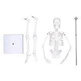Mini Esqueleto Humano Modelo 45 Cm PVC Estrutura óssea Do Corpo Humano Com Braços Móveis  Pernas E Suporte Para Anatomia Médica