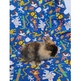 Mini Lion Mini Coelhos Filhotes