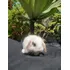 Mini Lop Mini Coelhos