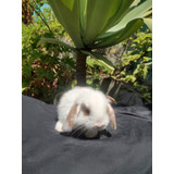 Mini Lop Mini Coelhos