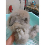 Mini Lop Nacional 