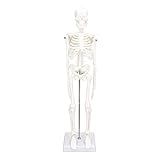 Mini Modelo De Esqueleto Humano Com Suporte De Metal  Modelo De Esqueleto Humano De 45 Cm 17 7 Polegadas Para Anatomia  Braços E Pernas Removíveis  Estudo Científico