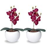 Mini Orquídea Com Vaso De Gesso E Cascas De Pinus Natural-Roxo-