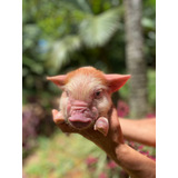 Mini Porco Femea 