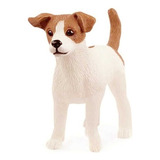 Miniatura Cao Jack Russell