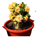 Adenium