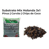 Pinus