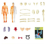 Modelo 3d De Anatomia Do Corpo Humano Em Plástico Novo