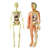 Modelo 3d De Anatomia