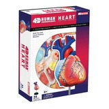 Modelo 4d De Anatomia Para Ensino Estrutura Do Coração