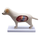 Modelo Anatomia Do Cachorro Estudo Veterinaria