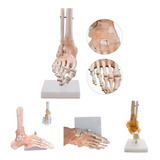 Modelo Anatomia Do Pé Esqueleto Ligamentos