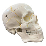 Modelo Anatômico Anatomic Tgd 0102