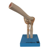 Modelo Anatômico Articulação Cotovelo E Ligamentos Anatomic
