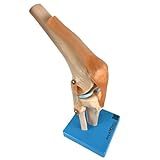 Modelo Anatômico Articulação Do Joelho Com Ligamentos Material Didático Educativo