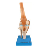 Anatomic