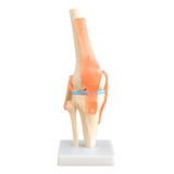 Ligamentos