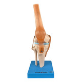 Modelo Anatômico Articulação Joelho Ligamentos Anatomic
