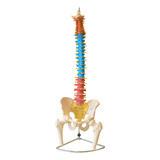 Modelo Anatômico Coluna Vertebral Colorida Tamanho Natural