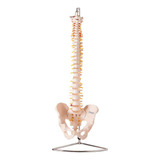 Modelo Anatomico Coluna Vertebral