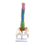 Modelo Anatômico Coluna Vertebral Humana Colorido 45cm