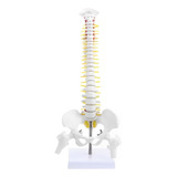 Modelo Anatômico Coluna Vertebral Humana Flexível