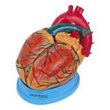 Anatomic
