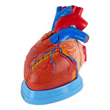 Anatomic