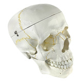 Modelo Anatomico Cranio Humano