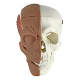 Modelo Anatômico Crânio Músculos Faciais Tamanho Real