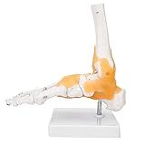 Modelo Anatômico Da Articulação Do Tornozelo Do Pé Ligamento De Esqueleto Humano Adulto Material Plástico De Pvc De Demonstra Várias Funções Do Pé