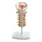 Modelo Anatômico Da Coluna Cervical Vertebral Tamanho Real