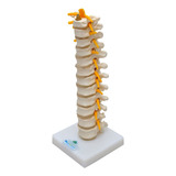 Modelo Anatomico Da Coluna