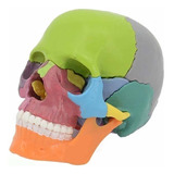Modelo Anatomico De Cranio