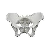 Modelo Anatômico De Esqueleto Pélvico Feminino Qualidade Tamanho Real Anatomia Anatômica Da Pelve Humana Esqueleto Modelos De Esqueleto Aprenda Suprimentos De Auxílio Para Demonstração