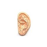 Modelo Anatômico De Orelha Para Auriculoterapia 13 Cm