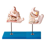 Modelo Anatomico Desenvolvimento Da
