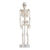 Modelo Anatômico Esqueleto 85 Cm Ensino Aula Didático Ossos